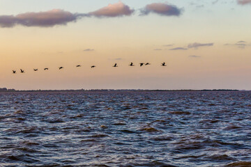 Birds flying over Guaiba lake at sunset