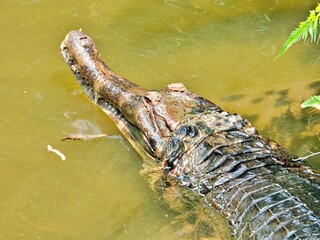 Krikodilkopf im Wasser