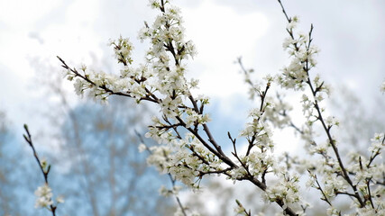 flowering plum branches against the blue sky on a spring clear day, flowering orchards