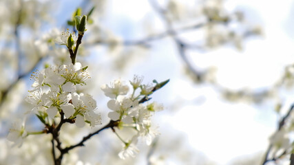 sunny day against the sky closeup white plum flowers in spring