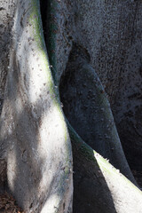 Banyan Tree outdoors