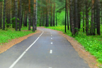 Winding paved walkway in the park. Pine forest, grass. Road marking in white paint. Tilt - shift effect.