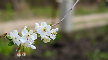 a bee flies near a flowering branch of cherry on a May day in the spring sun rays on the petals