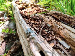 old log