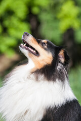 Tricolor adorable sheltie portrait