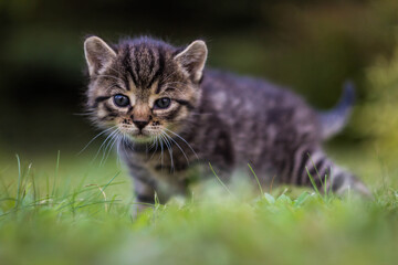 Brązowy kot na trawie