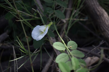 Clitoria ternatea, commonly known as Asian pigeonwings, bluebellvine, blue pea, butterfly pea, cordofan pea and Darwin pea, is a plant species belonging to the family Fabaceae.It is holy flower.