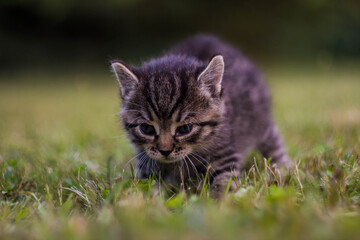 Naklejka na ściany i meble Brązowy kot na trawie