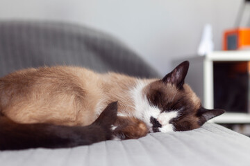 Gatita siamesa durmiendo plácidamente en una cama en el dormitorio