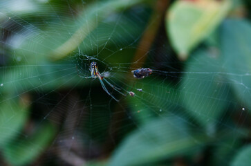 araña en su red con un insecto atrapado