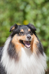 Tricolor adorable sheltie portrait