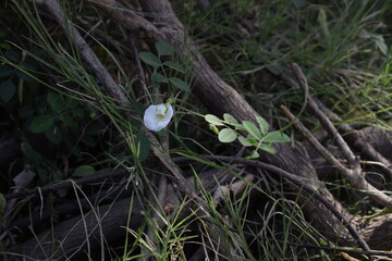 Clitoria ternatea, commonly known as Asian pigeonwings, bluebellvine, blue pea, butterfly pea, cordofan pea and Darwin pea, is a plant species belonging to the family Fabaceae.It is holy flower.