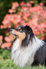 Tricolor adorable sheltie portrait