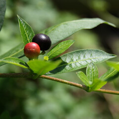frutas de una planta de color rojo y negro