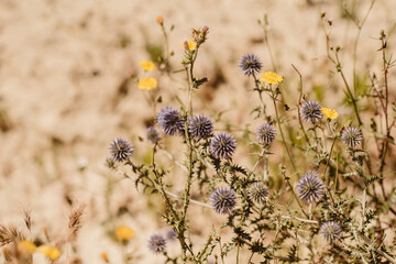 field of wild flowers