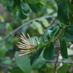 retoño de flor de color rosado