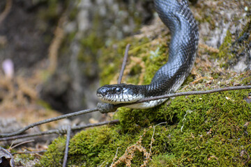 Closeup of a black rat snake in Caledon State Park