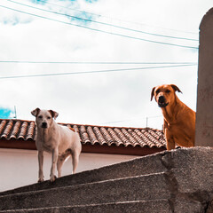 dos perro al final de una escalera