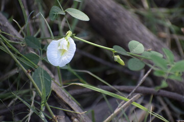 Clitoria ternatea, commonly known as Asian pigeonwings, bluebellvine, blue pea, butterfly pea, cordofan pea and Darwin pea, is a plant species belonging to the family Fabaceae.It is holy flower.