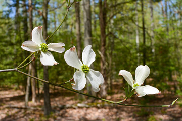 Virginia dogwood flowers in the spring.