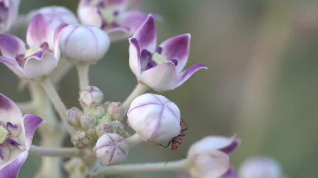 Desert Flower (Sodom's Apple) on a Green Leafy Background with macro bug crawling around in the United Arab Emirates.
