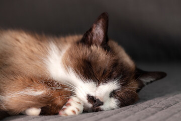 Cara de felicidad de cerca de tierna gatita durmiendo plácidamente