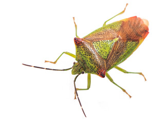 Detailed close up macro of a Hawthorn shieldbug (Acanthosoma haemorrhoidale) isolated on a white background