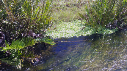 river vegetation
