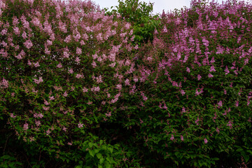 flowering bush of purple lilac in the park surrounded by greenery