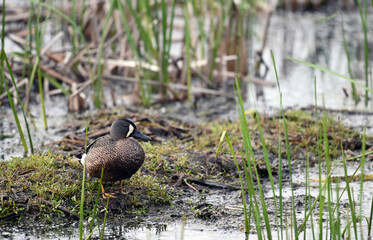 Blue winged Teal duck resting in the marsh