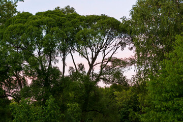 green forest with tall trees at sunset
