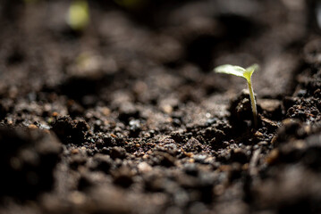 plantação de tomate