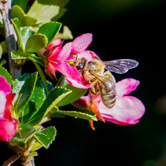 abeille sur une fleur rose et fond noir