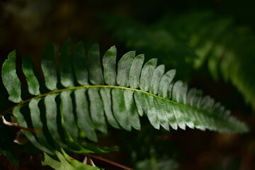 Fern close up in the National park of Lake Puelo

Parque Nacional Lago Puelo, Patagonia, Argentina