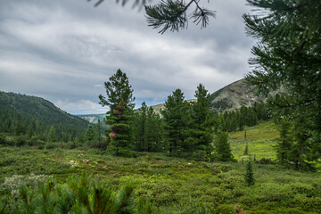 Green grass meadow with spruce trees near mountains in taiga after summer storm, national park in siberia, Russia