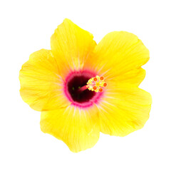 yellow hibiscus isolated on white 