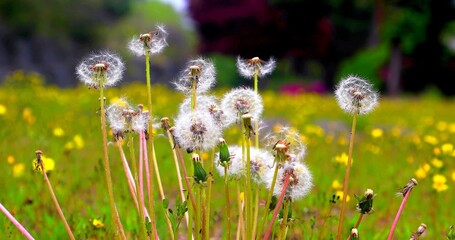 Photo of wild Dandelion flowers in the nature after the wind