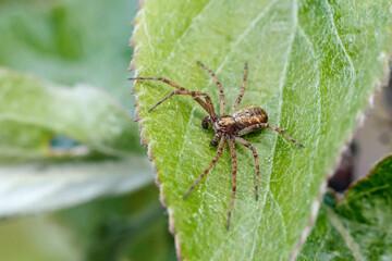 Philodromus philodromid crab spider sitting on green leaf in garden macro.