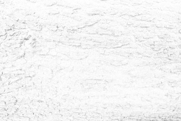 White Tree Bark Texture Background, Suitable for Presentation and Backdrop.