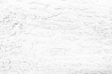 White Tree Bark Texture Background, Suitable for Presentation and Backdrop.