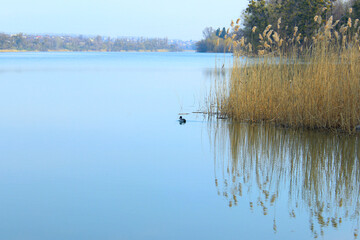 Abstract nature background. Blue lake, dry reeds, forest. Nature, water, travel concept.
