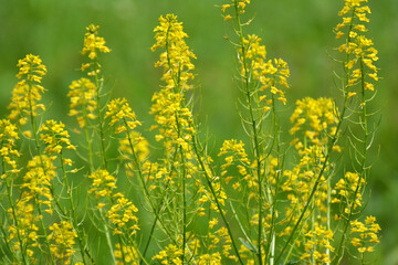 Wild turnip (Barbarea vulgaris) blooms in nature