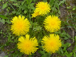 yellow dandelions in the grass