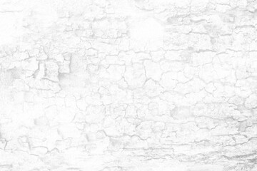 White Tree Bark Texture Background, Suitable for Presentation and Backdrop.