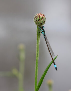 Dragonfly sits on cornflower bud on gray background. Rainy weather in spring. Image with selective focus. Macro.