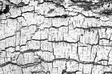 White Tree Bark Texture Background, Suitable for Presentation and Backdrop.