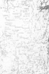 White Tree Bark Texture Background, Suitable for Presentation and Backdrop.