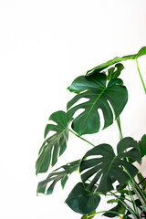 Monstera plant on white wall