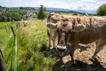 Oberreitnau bei Lindau am Bodensee