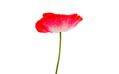 poppy flower isolated